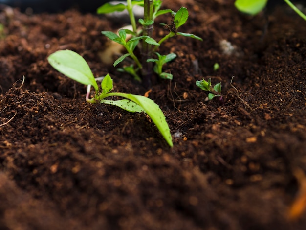 Top view plant on soil