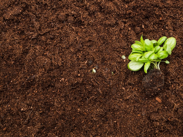 Top view plant on soil