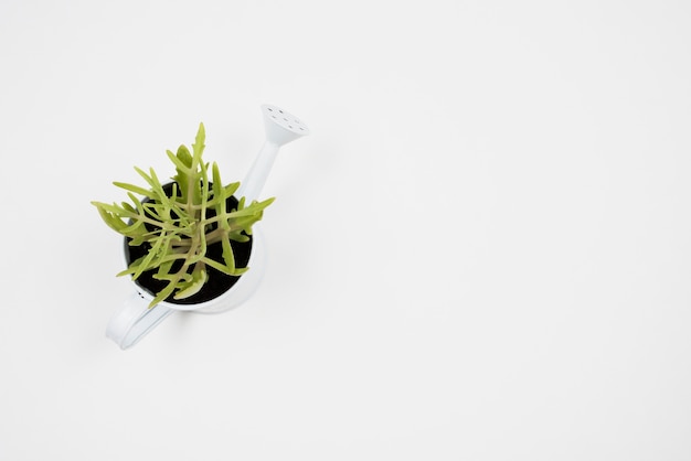 Free photo top view of plant in watering can