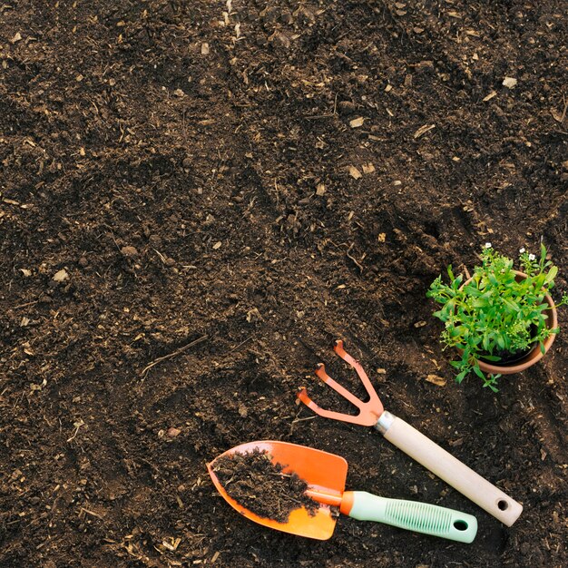 Top view of planting on soil