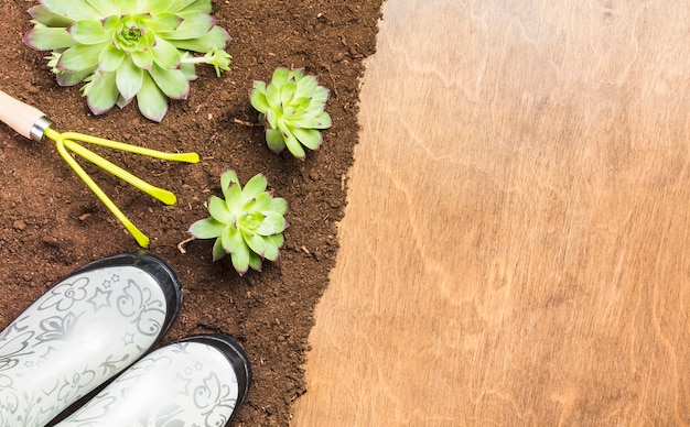 Top view of plants on the ground