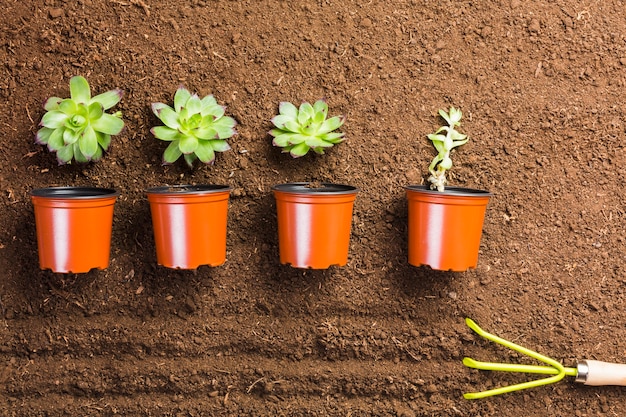 Top view of plants and pots on the ground