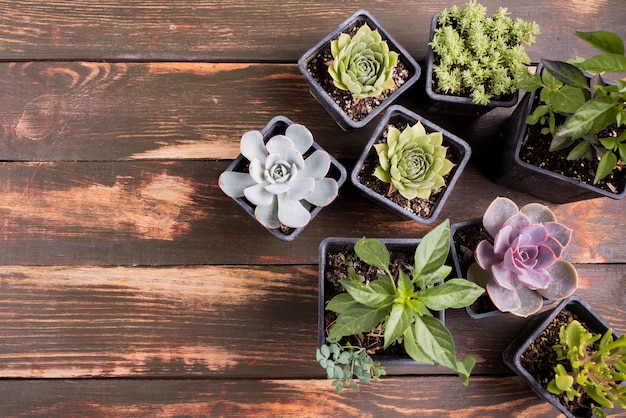 Top view of plants with copy space