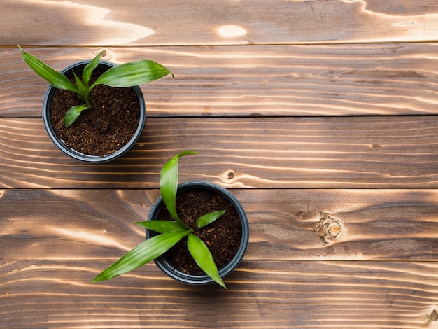 Free photo top view plants on wooden table