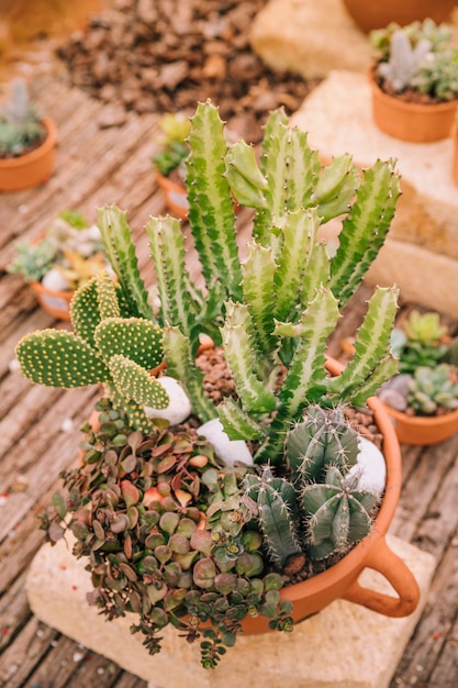 Free photo top view of a pot with variety of succulent plant