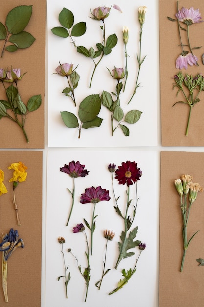 Top view of pressed flowers