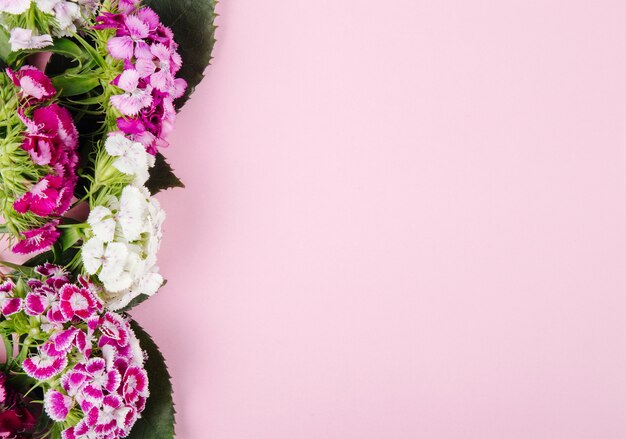 Top view of purple and white color sweet william or turkish carnation flowers isolated on pink background with copy space