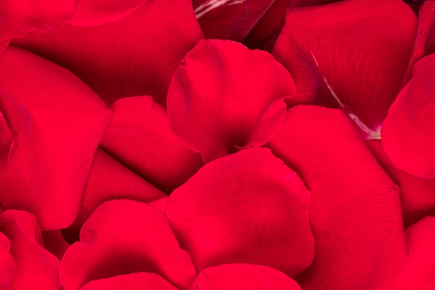 Top view red flower petals background