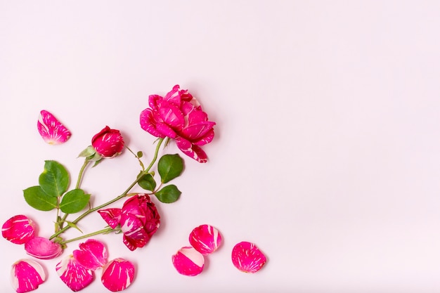 Free photo top view red rose with petals concept