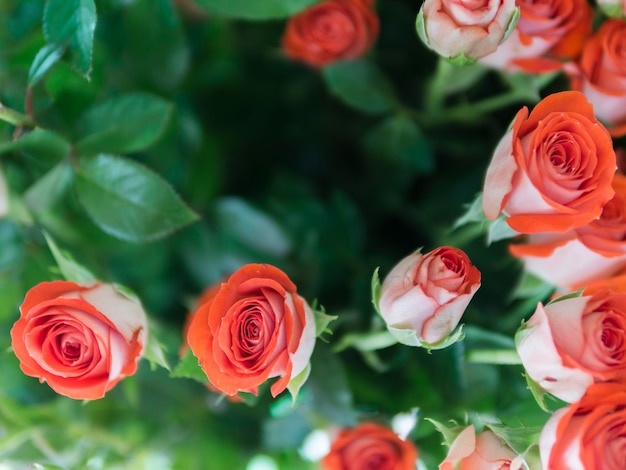 Free photo top view red roses in garden