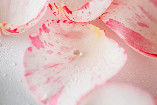 Top view rose petals close-up background