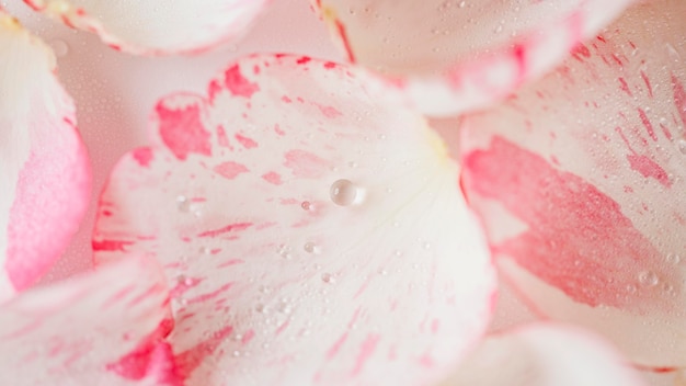 Free photo top view rose petals close-up wallpaper