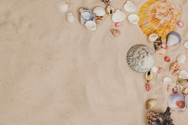 Free photo top view of sand surface with seashells