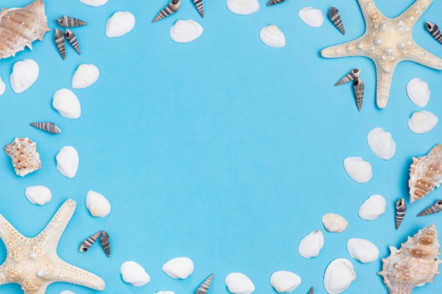 Top view of sea shells with starfish and copy space