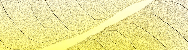 Top view of see-through leaves