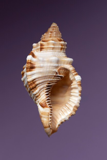 Top view shell with purple background