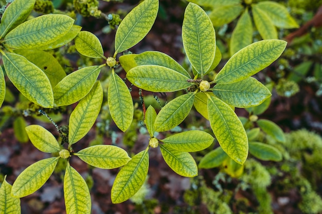 Free photo top view shot of plant leaves