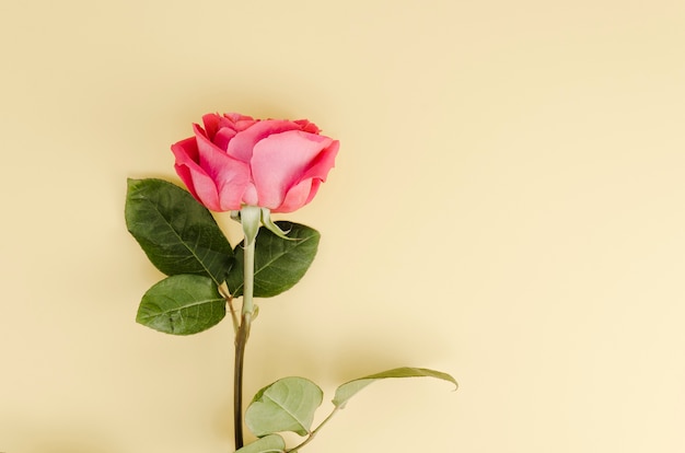 Top view of simple rose flower