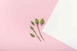 Free photo top view small flower buds on white and pink copy space background