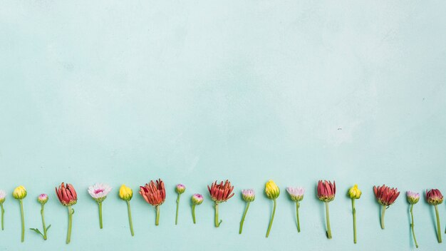 Top view of spring daisies and roses with copy space