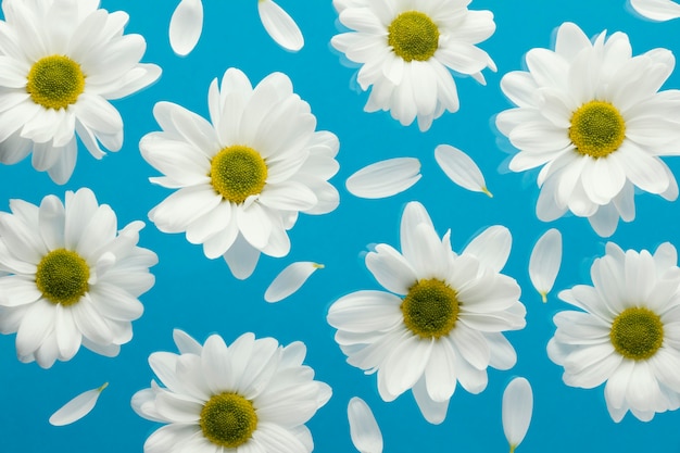 Free photo top view of spring daisies with petals