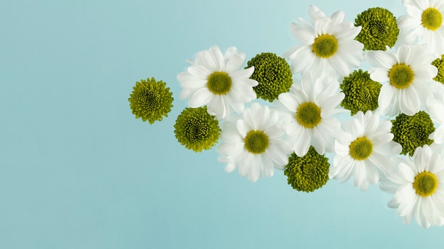 Free Photo top view of spring daisies