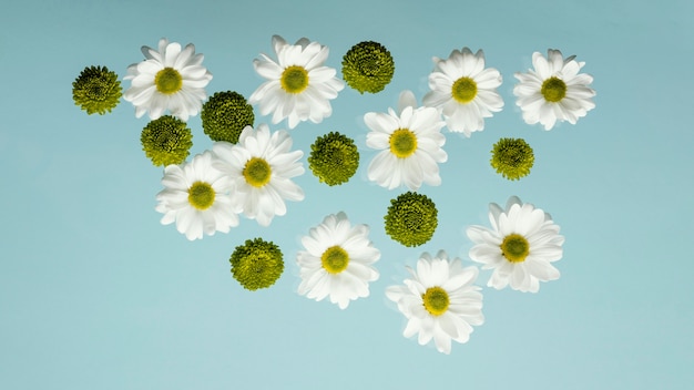 Free photo top view of spring daisies