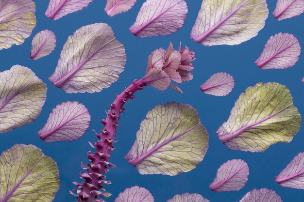 Free Photo top view of spring plant and leaves