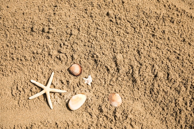 Top view of starfish and shells on tropical sandy beach