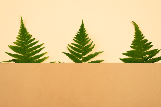 Free Photo top view of three ferns with copy space