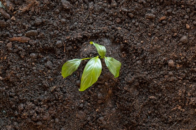 Top view tiny plant in the ground