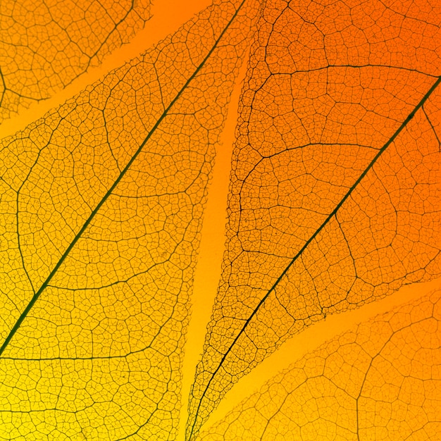 Free Photo top view of translucent leaf texture