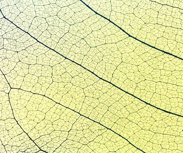 Top view of translucent leaf texture