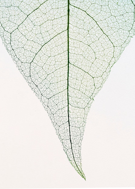 Free Photo top view of transparent leaf lamina