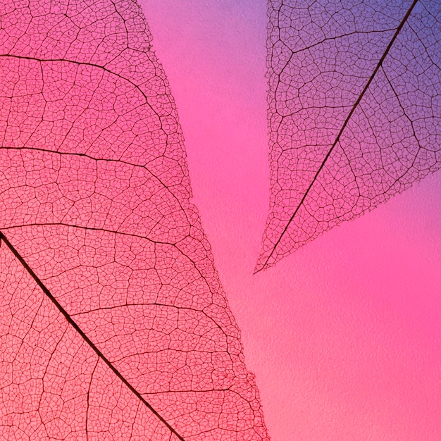 Top view of transparent leaves texture with colored hue