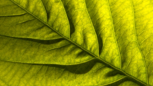 Top view of tropical leaf