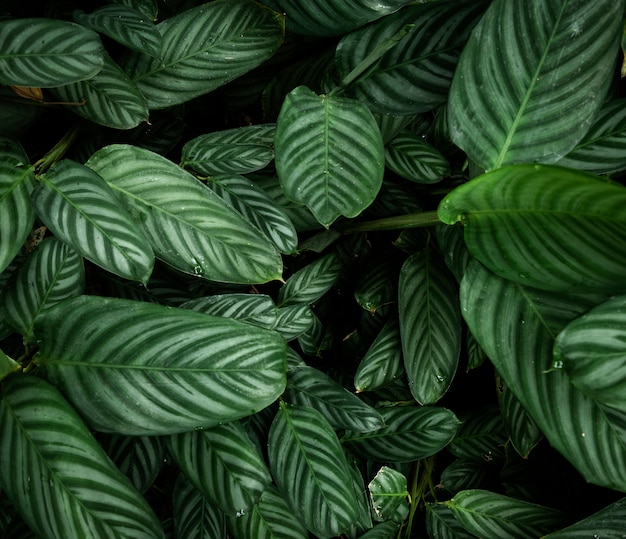 Free photo top view tropical leaves