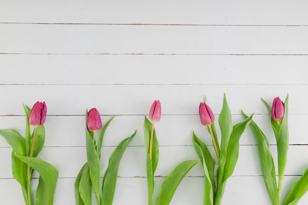 Free photo top view tulip line on wooden background