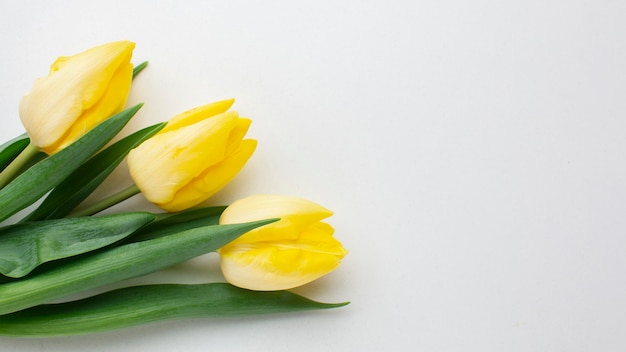 Top view tulips flowers