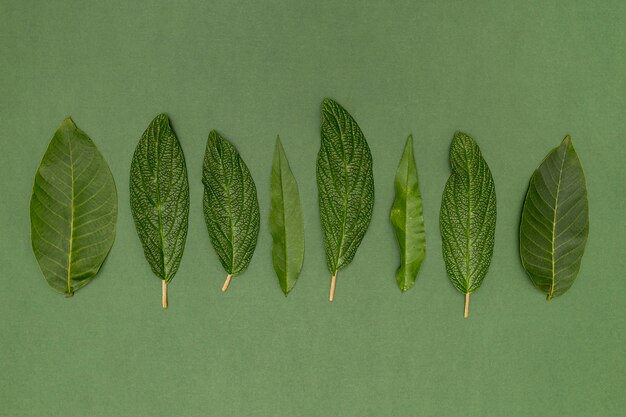 Top view variety of botanical leaves