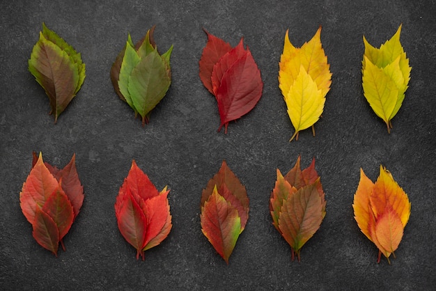 Free photo top view of variety of fall leaves