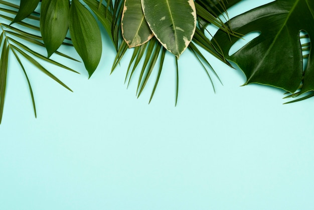 Top view of variety of leaves with copy space