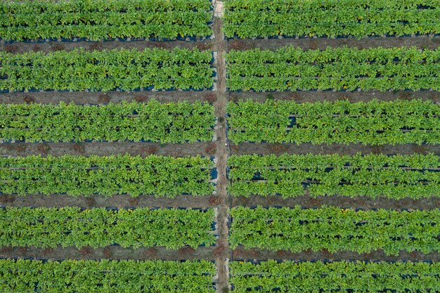 Top view of vibrant green yard in parallel lines