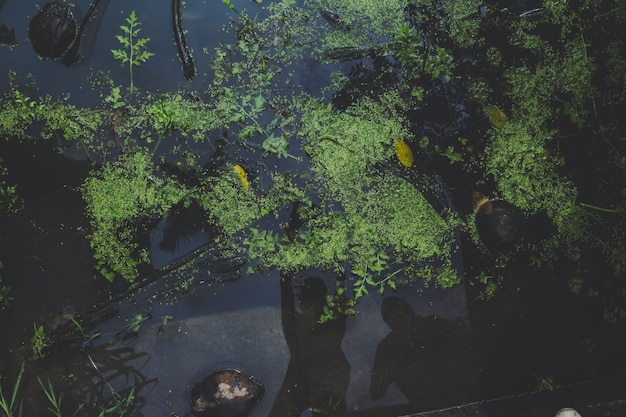 Free photo top view of water plants