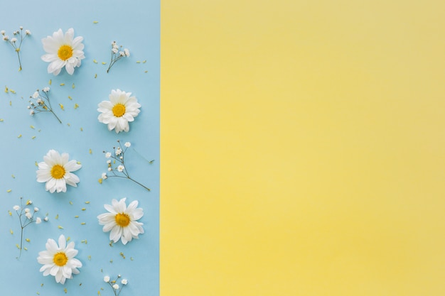 Top view of white daisy flowers and baby's breath flowers on dual background