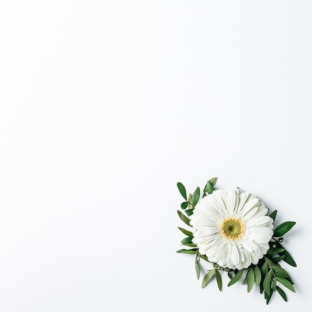 Free photo top view of white daisy