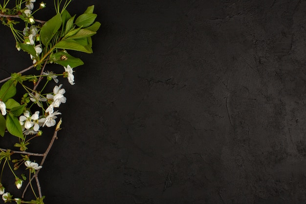 Free photo top view white flowers on the dark floor