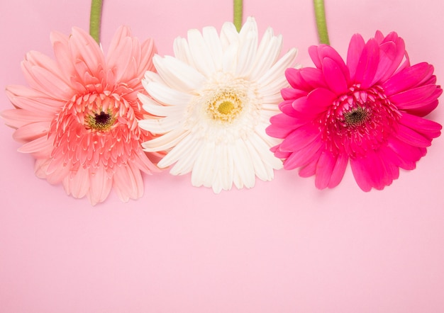 Free Photo top view of white pink and fuchsia color gerbera flowers isolated on pink background with copy space