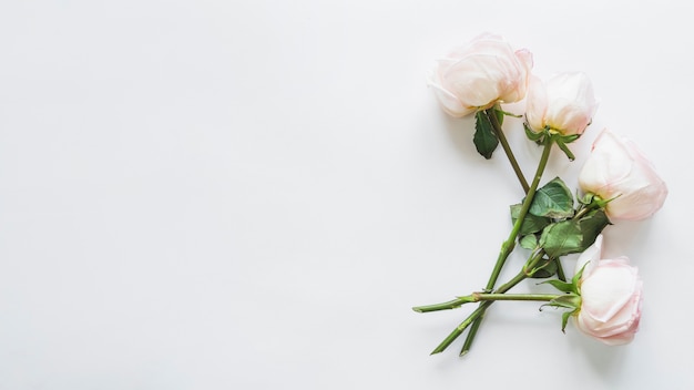 Top view of white roses