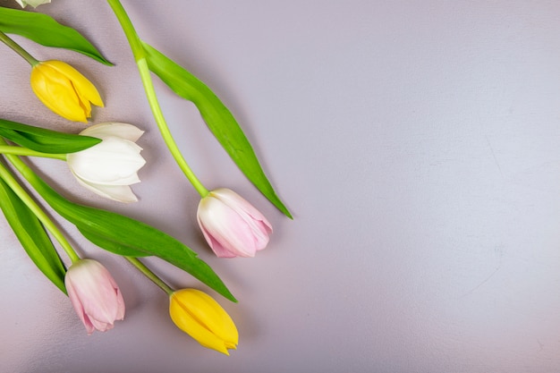 Top view of white yellow and pink color tulip flowers isolated on color background with copy space